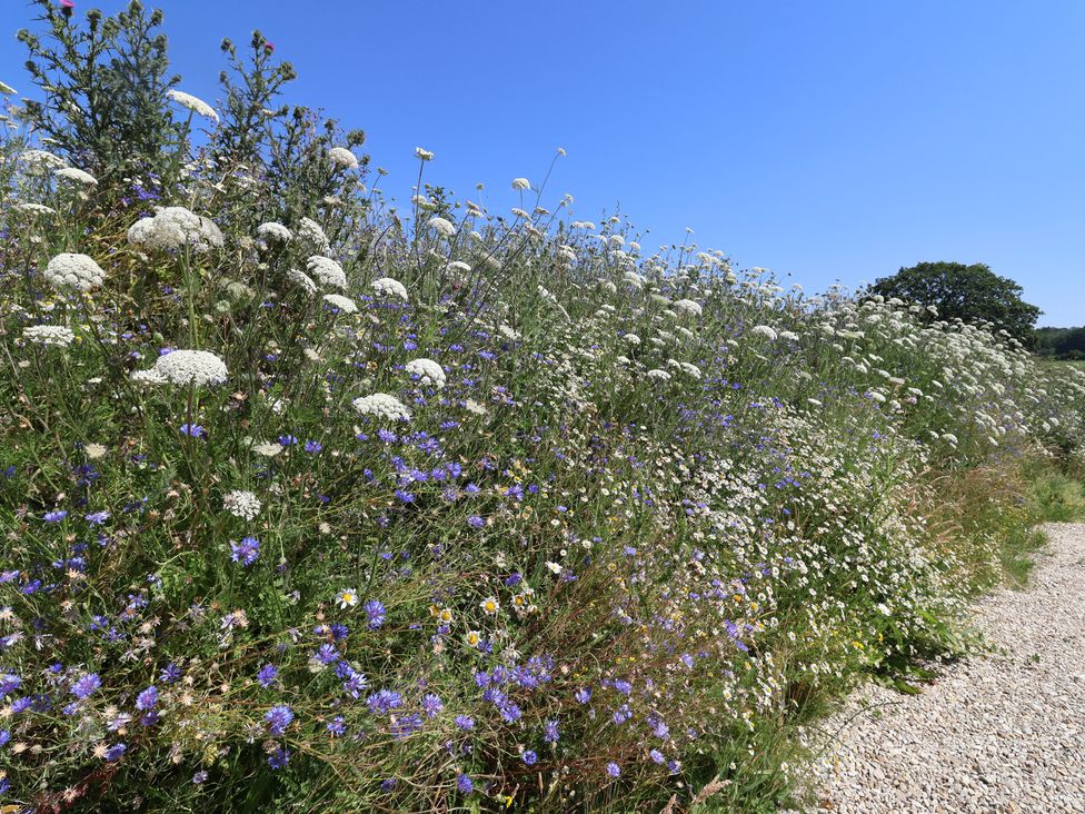 A field of wildflowers alongside a gravel pathway at The Fox Den in East Coker