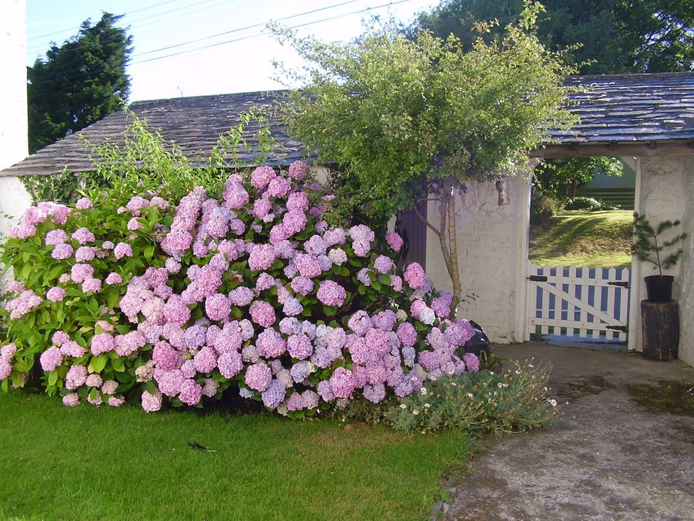 A garden with hydrangeas and a white gate at Trevean in Crackington Haven