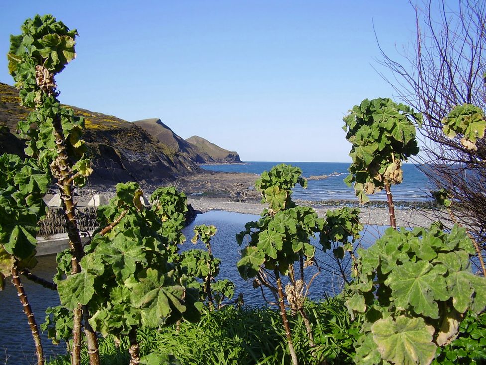 A coastal view with plants and water at Trevean in Crackington Haven