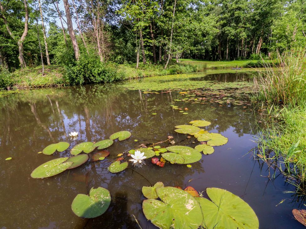 A body of water with lily pads and trees at Shepherds Hut 1