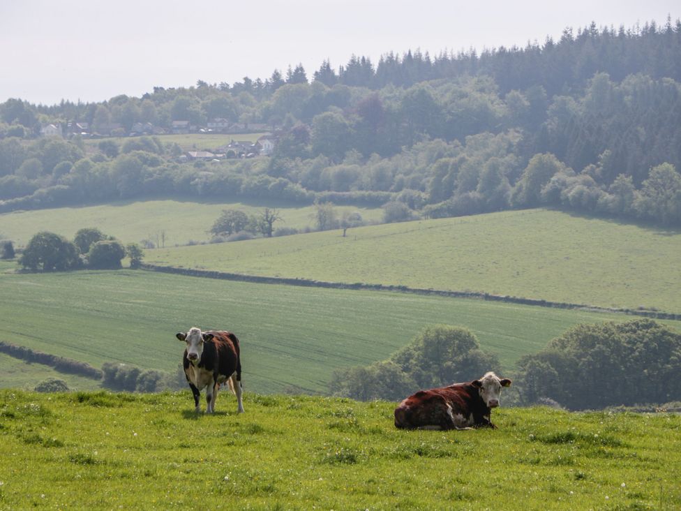 A rural scene with cows grazing in fields and trees in the background at The Annex in 