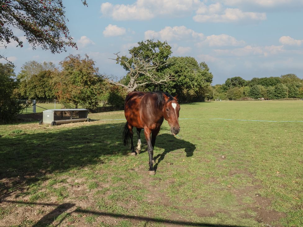 A horse standing in a field at Fisherman's Rest in Ipswich