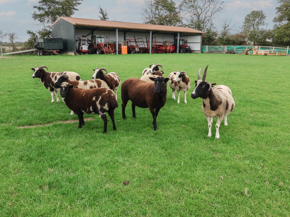 A group of sheep in a field near a shed with farm equipment at Wheelwright's Cottage Ipswich