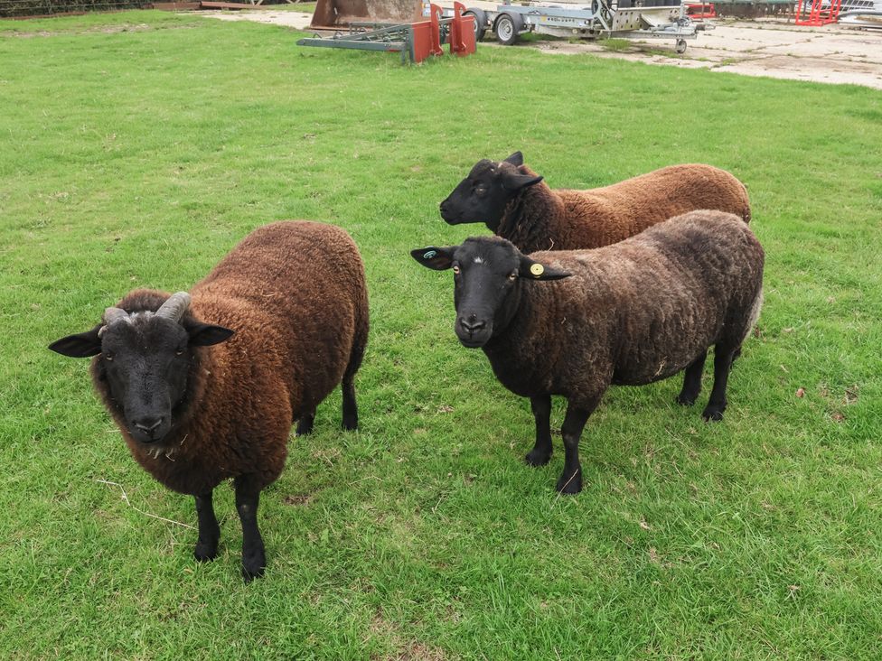 Three sheep in a grassy area at Wheelwright's Cottage in Ipswich