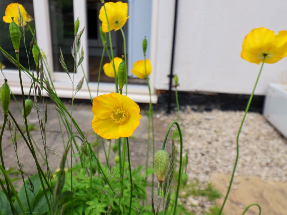 Yellow flowers and green pods in the garden at 94 Church Street Guisborough