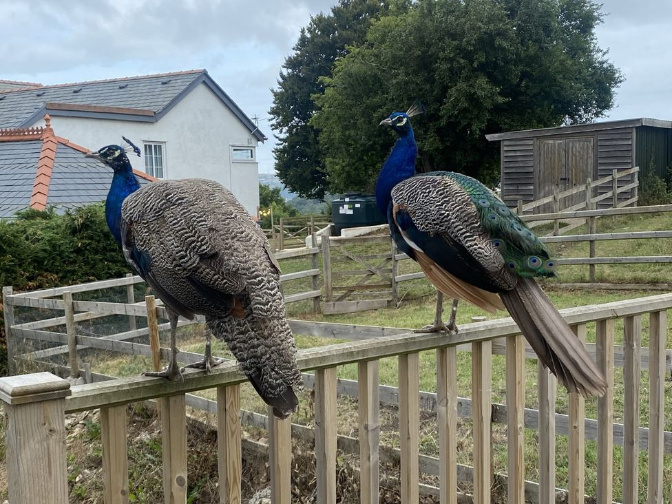 Two peacocks on a fence with a house and shed in the background at The Gatekeepers Cottage - Skerry Vore, Bryn Pydew near Llandudno Junction