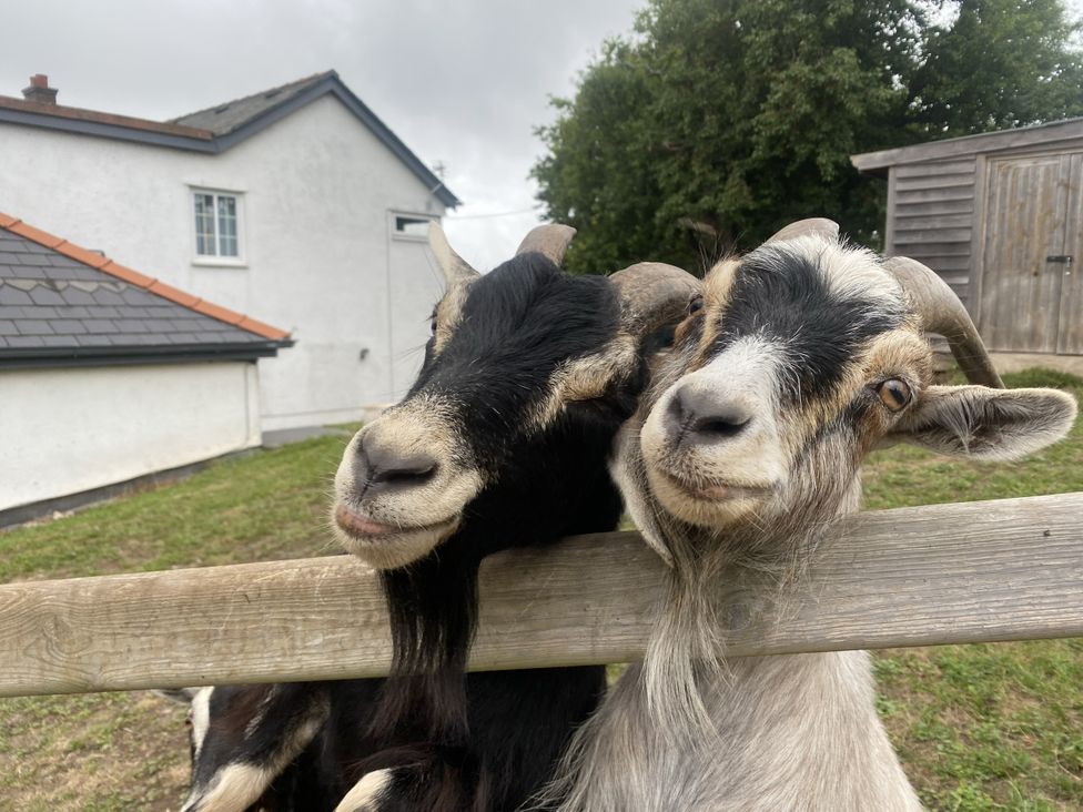 Two goats near a fence in a field at The Gatekeepers Cottage - Skerry Vore Bryn Pydew near Llandudno Junction