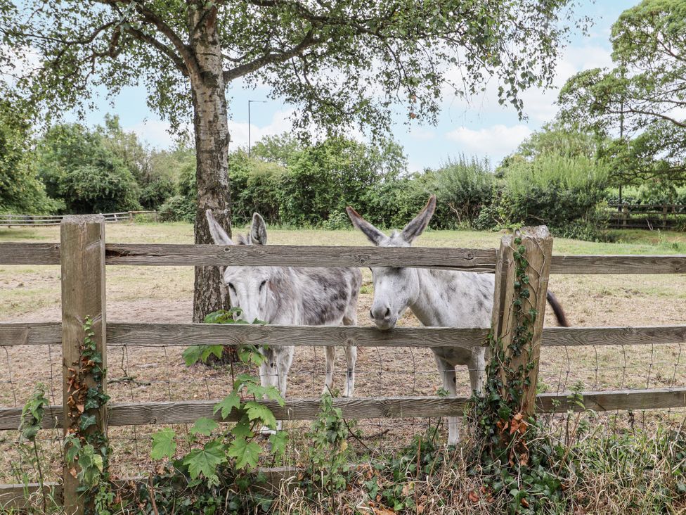 Two donkeys by a wooden fence at The Cottage in Clevedon