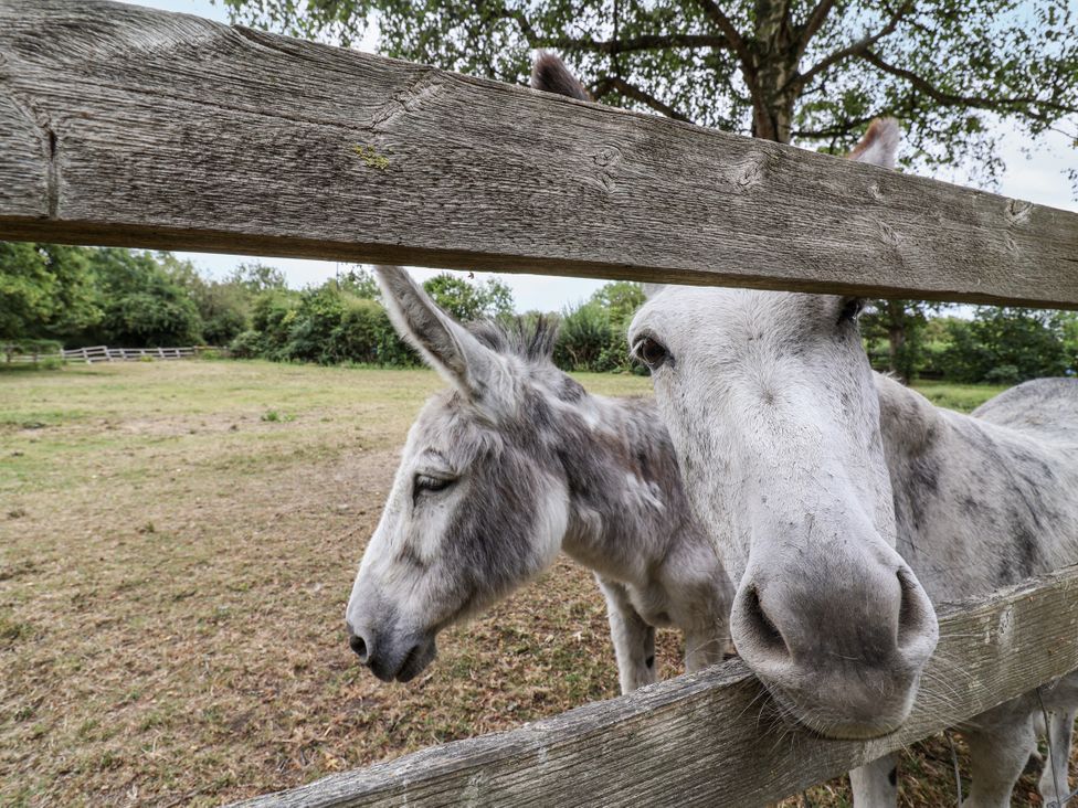 Two donkeys near a wooden fence in a field at The Cottage in Clevedon