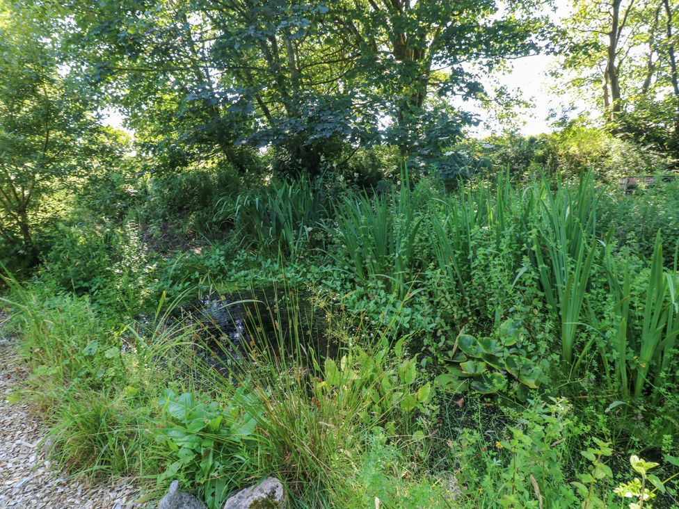 A pond surrounded by vegetation and trees at Carreg Las in Haverfordwest