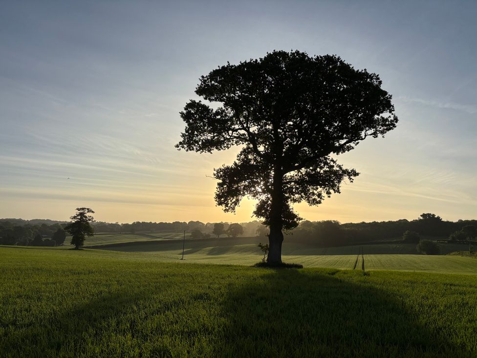 A tree in a field during sunrise