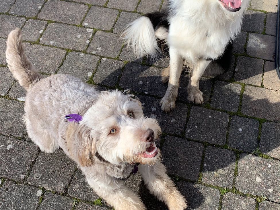 Two dogs on a paved surface at The ClockTower in Perth