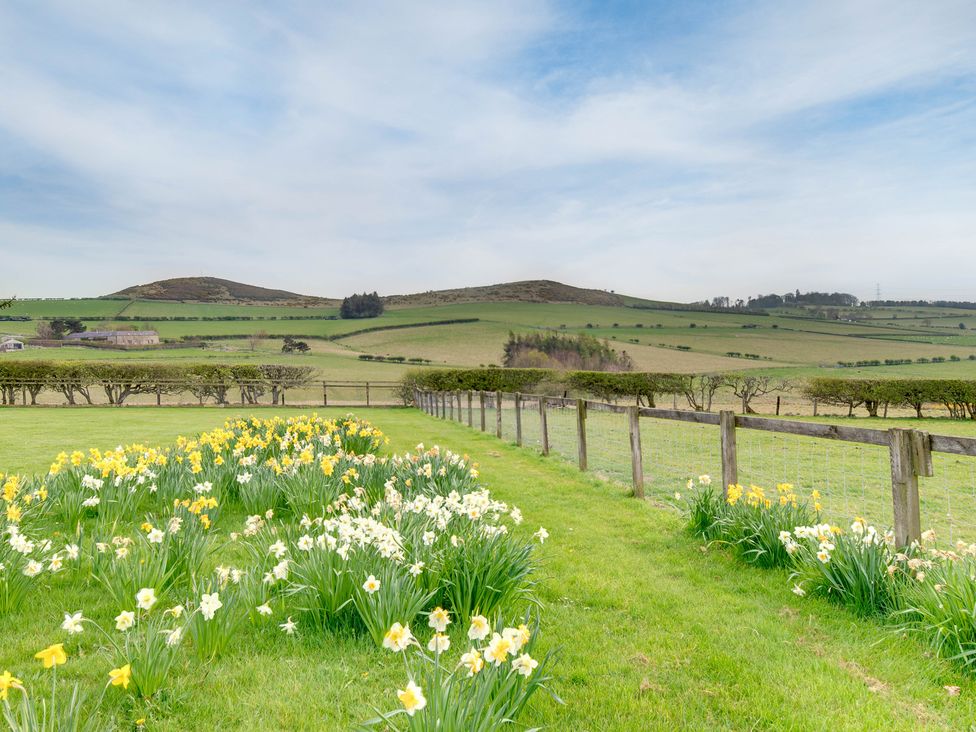 A garden with daffodils and hills at The Granary in Alnwick