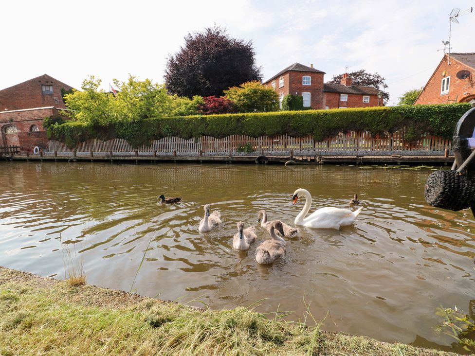 A swan and cygnets in the water near buildings at The Canalside Cottage in Derby