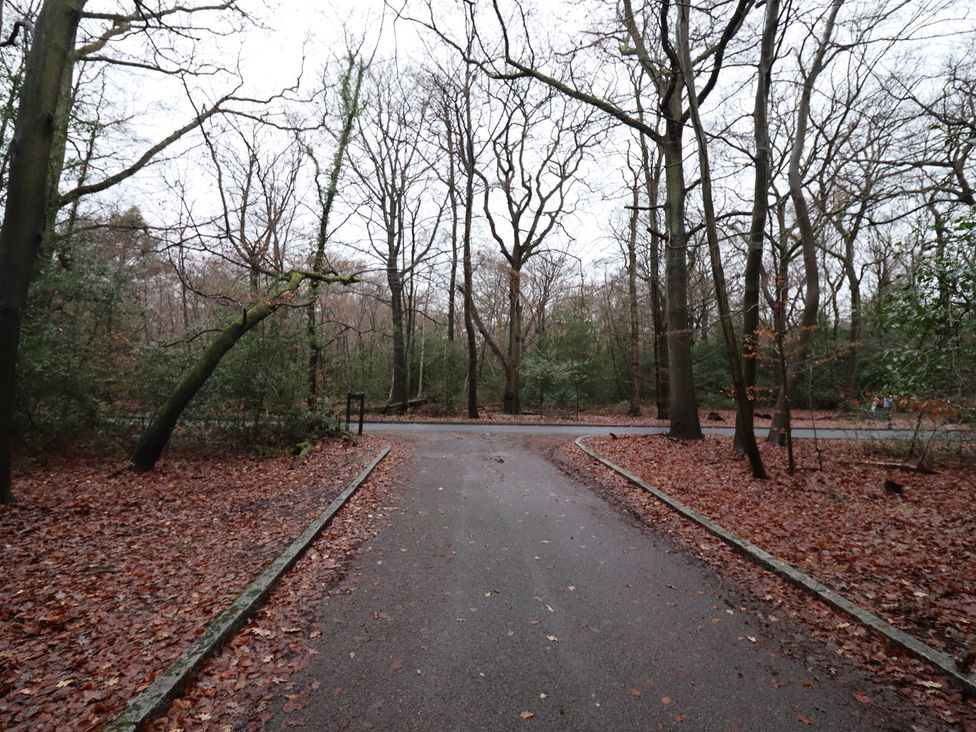 A pathway in a forest with trees and fallen leaves