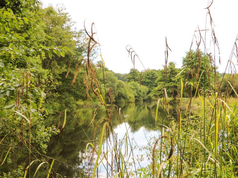 A river surrounded by grass and trees at Lakeside Lodge near Witherenden Hill