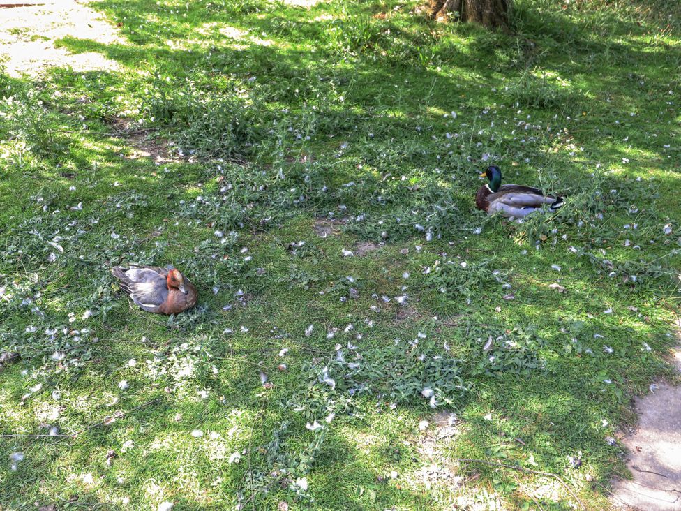 Two ducks resting on grass in a park at Little Birchinlea Glossop