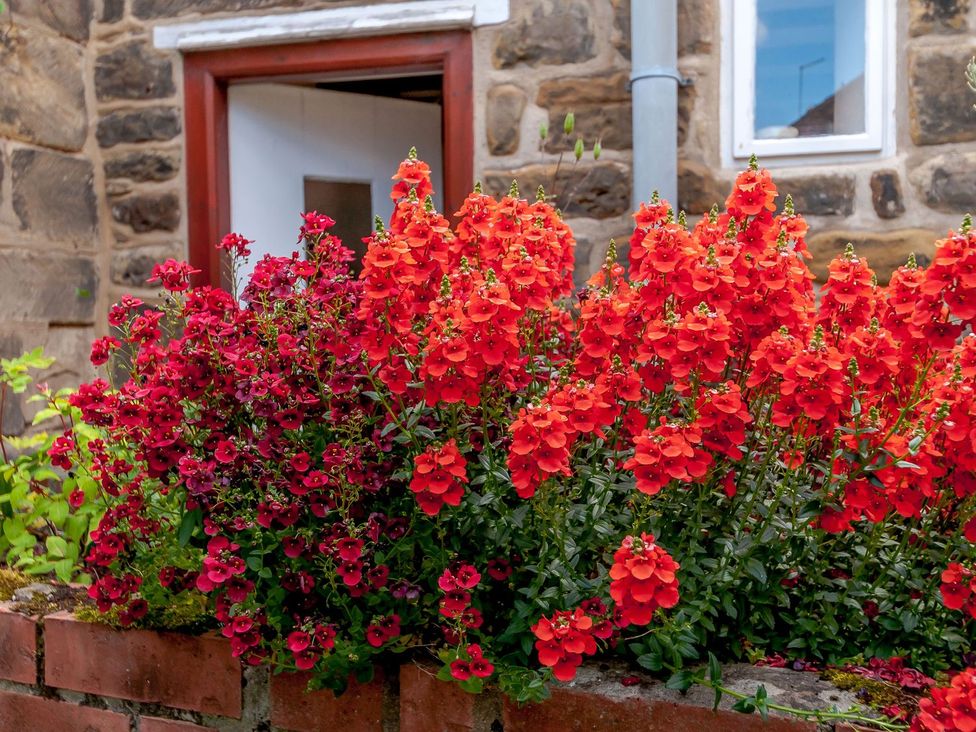 A flower bed with red flowers in front of a house at Chimes Cottage in Guisborough