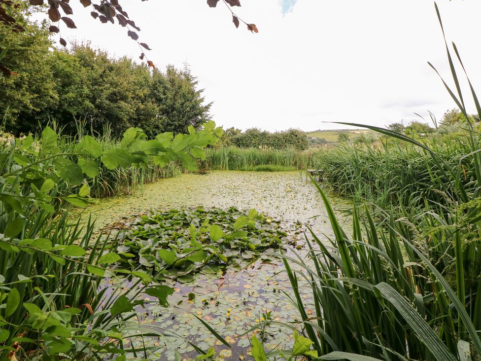 A pond with lily pads and surrounding greenery at The Dovecote in Llanychaer near Fishguard