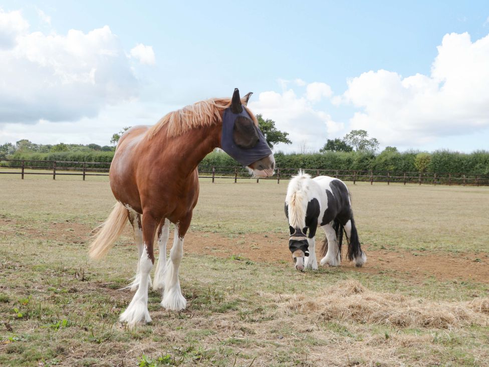 Two horses in a field at Bell 1 near Shades Farm Malmesbury