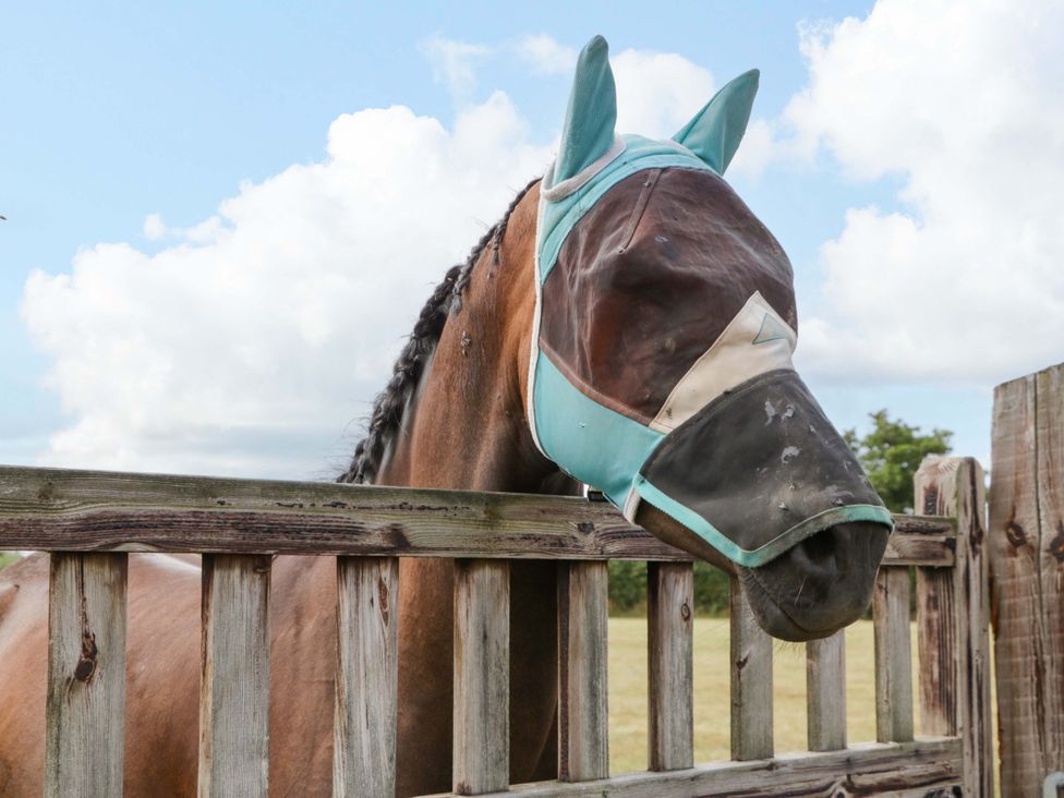 A horse wearing a mask at a fence at Bell 1 near Shades Farm