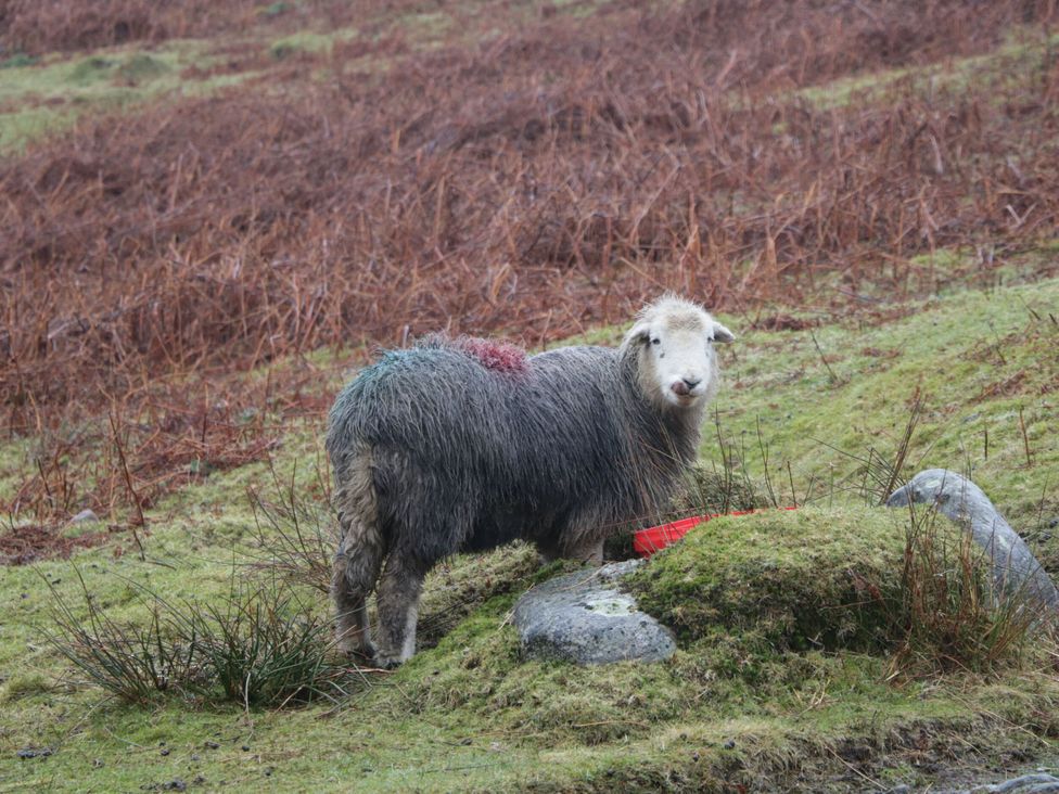A sheep standing on grass near a rock in a rural area