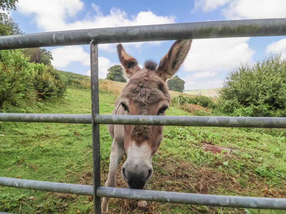 A donkey looking through a gate at Lane End North Molton