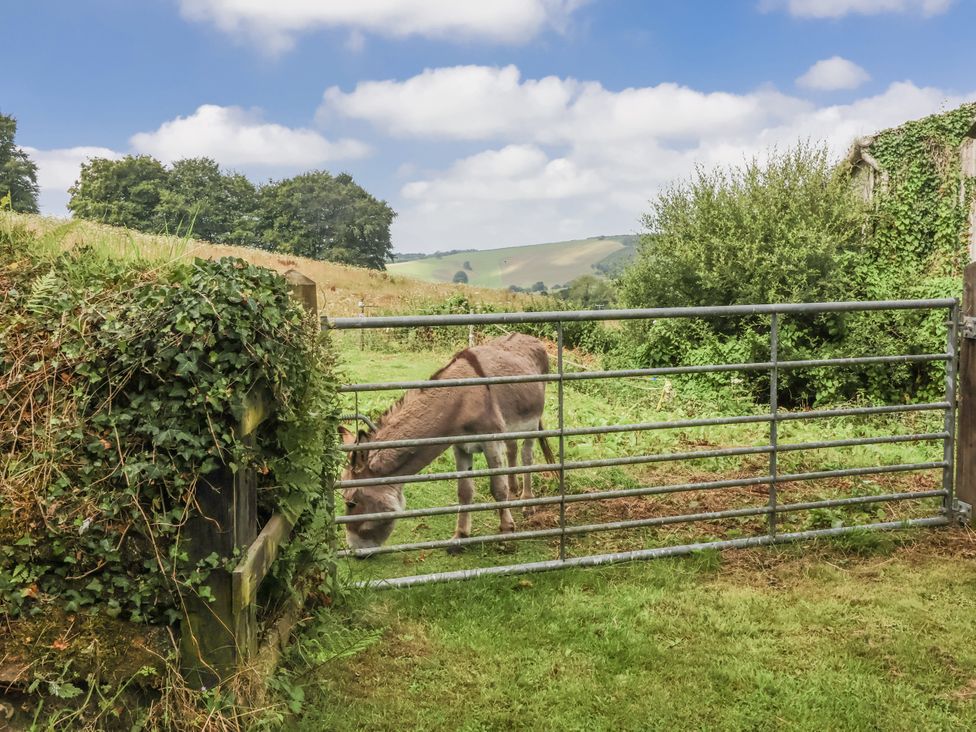 A donkey near a gate in a field at Lane End in North Molton