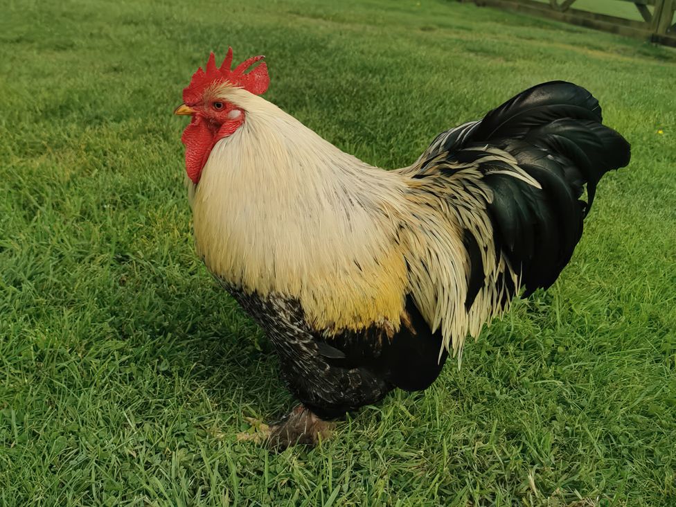 A rooster standing on grass at Wolds Hoot in Market Weighton