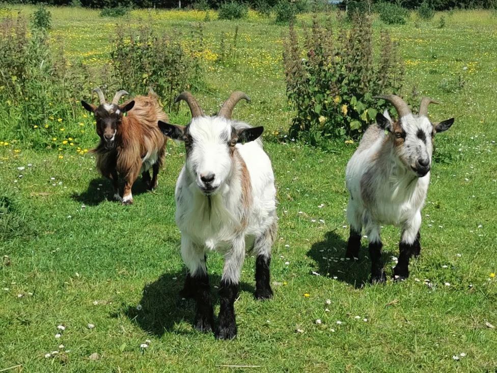 Three goats in a grassy area with flowers at Wolds Hoot in Market Weighton