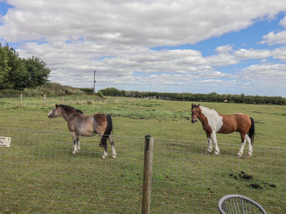Two horses in a field under a cloudy sky at Wolds Hoot in Market Weighton