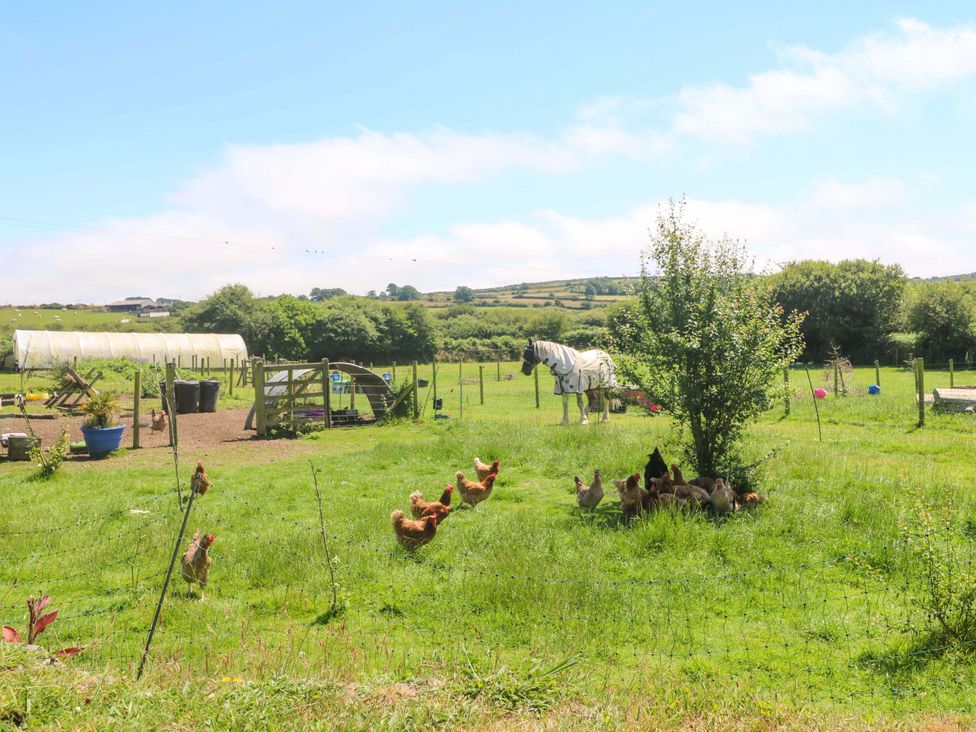 A horse and chickens in a field at Lavender Cottage