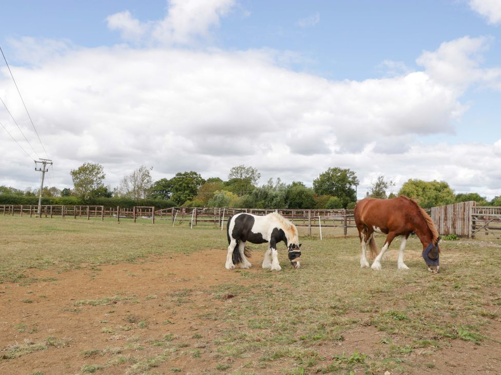 Two horses grazing in a field at Bell 2 Shades Farm near Malmesbury