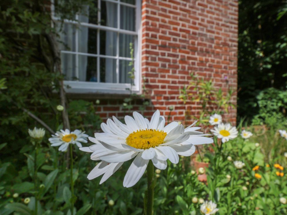 A close-up of a white daisy flower in a garden at Curry Farm