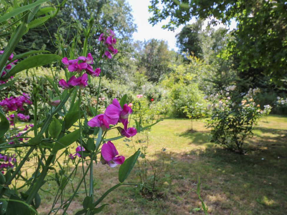 A garden with various flowers and greenery at Curry Farm 