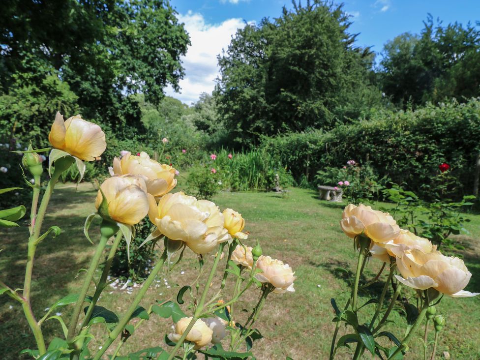 A garden with yellow roses and greenery at Curry Farm