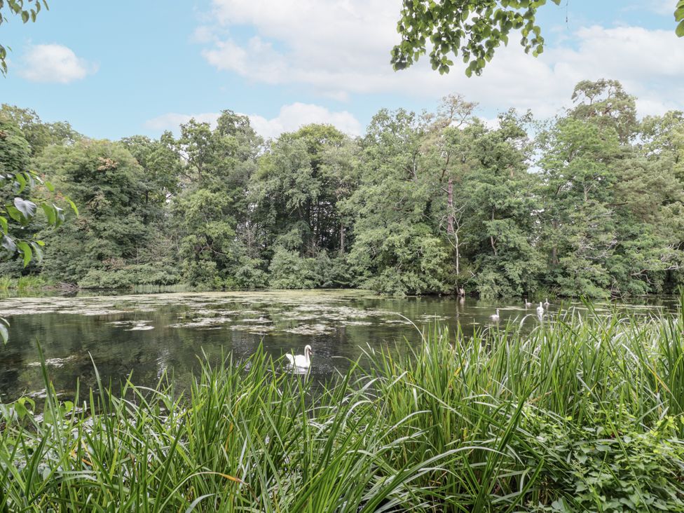 A pond with trees and swans at Owl Barn in Banbury