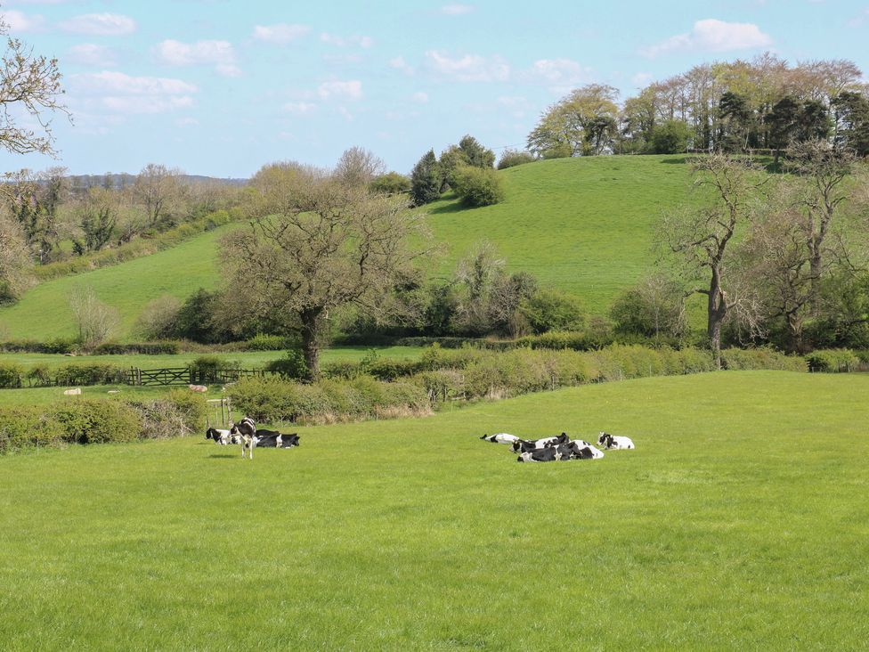 A field with cows grazing and resting at Carr House Farm Chesterfield