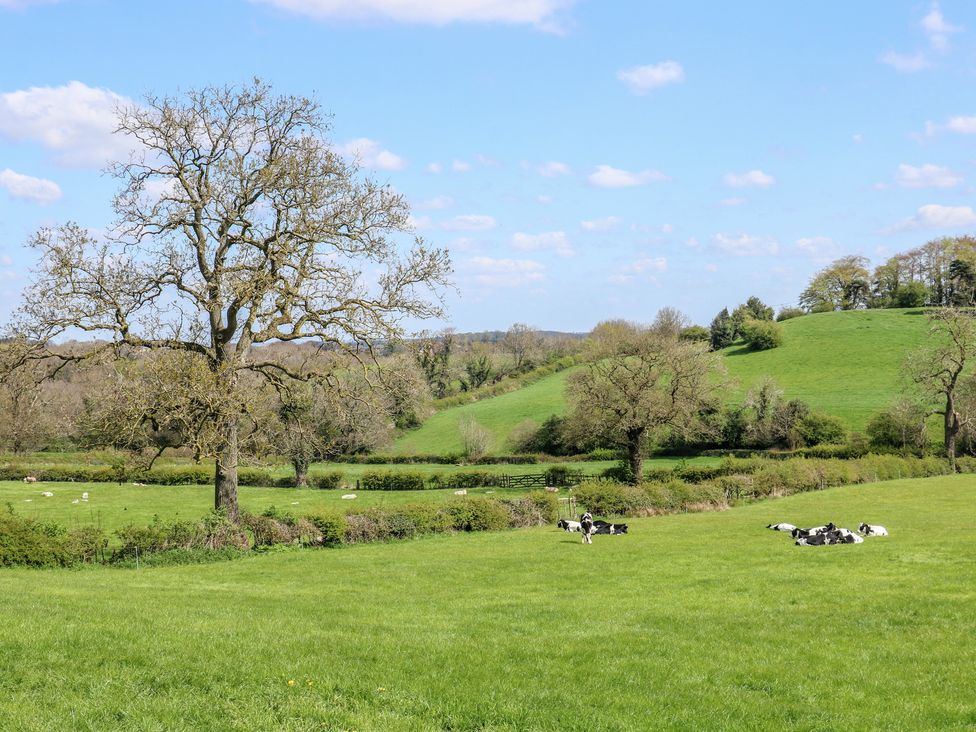 A landscape with a tree and cows in a field at Carr House Farm Chesterfield