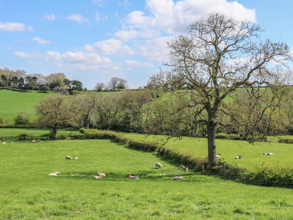 A field with sheep and cows at Carr House Farm in Chesterfield