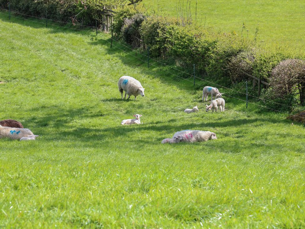 A field with sheep and lambs at Carr House Farm Chesterfield
