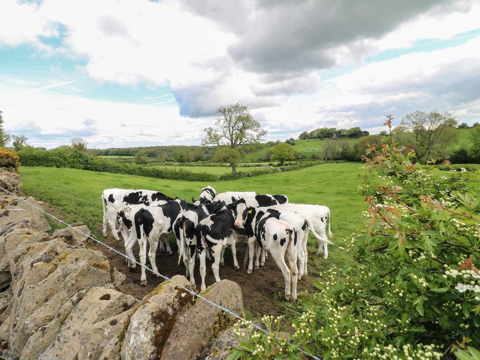 A group of cows in a field at Carr House Farm in Waberthwaite