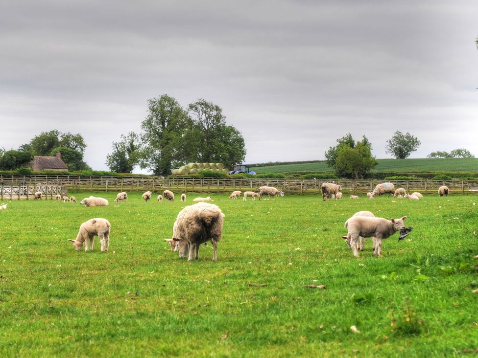 A pasture with sheep and lambs grazing at The Farm House in Aldbrough St. John near Barton