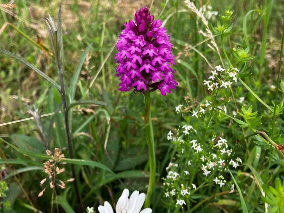 A close-up of pink and white flowers in green grass