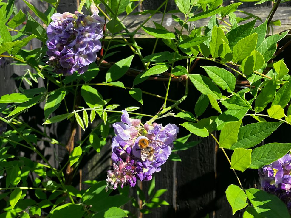 Purple flowers with green leaves and a bee at The Hayloft - Beautiful Barn Stay in Charing