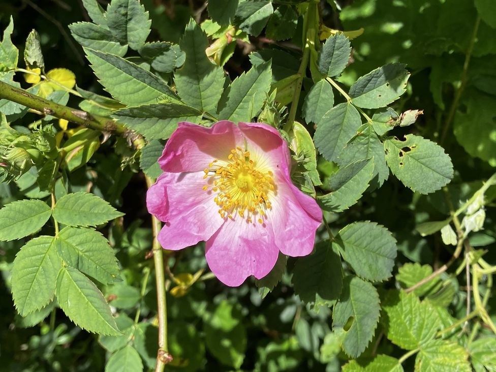 A pink flower with yellow center surrounded by green leaves at The Hayloft - Beautiful Barn Stay, Charing