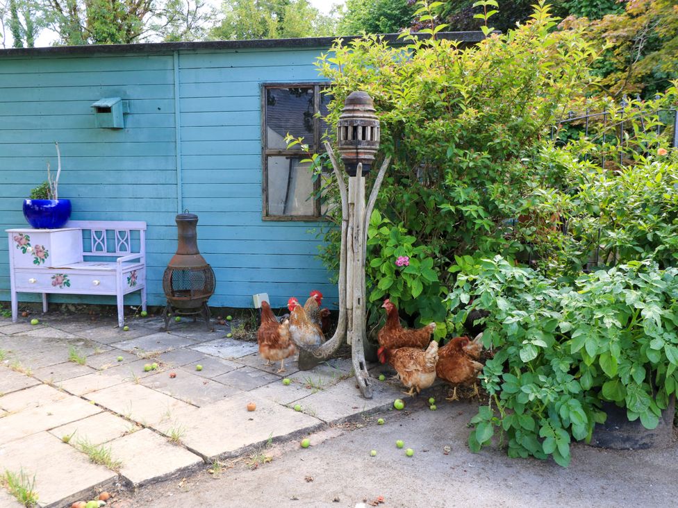 An outdoor area with chickens near a blue shed at The White House in Piddletrenthide