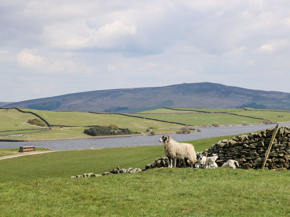 A landscape with sheep and lambs beside a river at Apartment 5 in Skipton