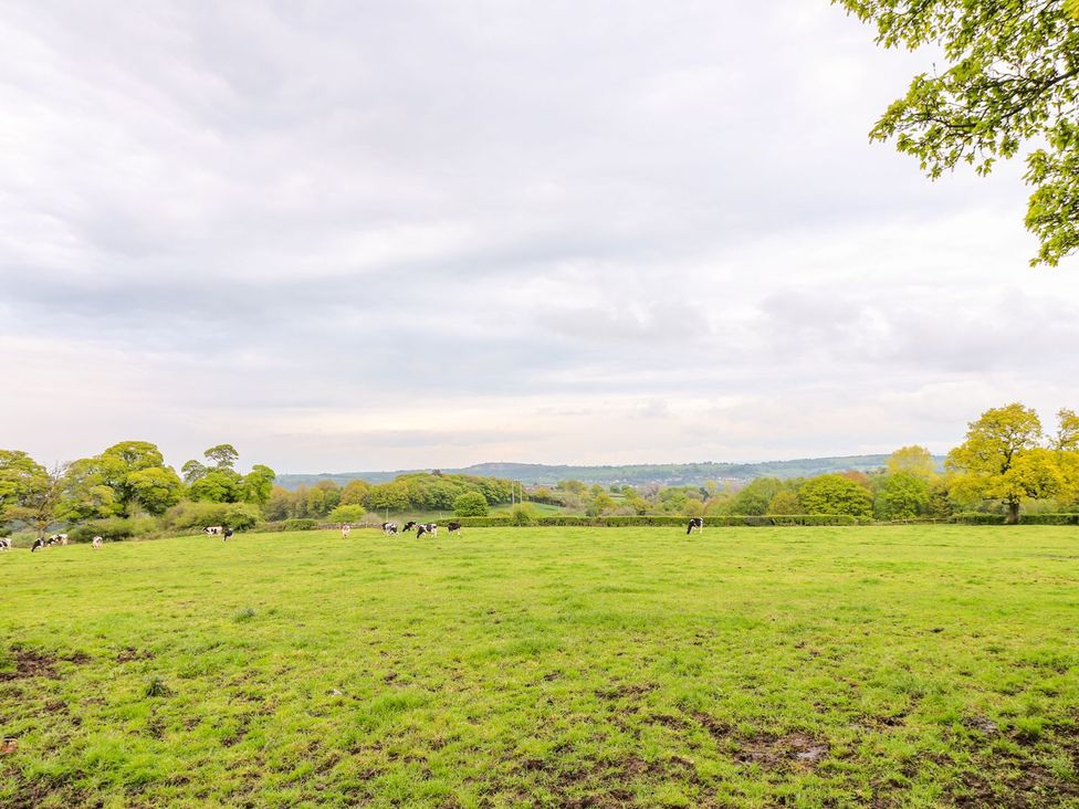 A field with cows grazing at The Barn in Wirksworth