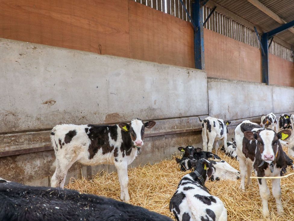 A barn with calves and straw at The Barn in Wirksworth